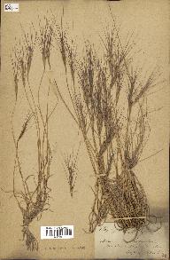 spécimen de Aegilops triuncialis