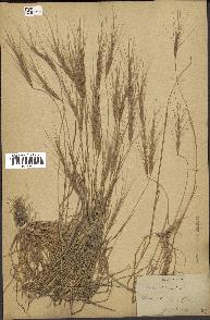 spécimen de Aegilops triuncialis