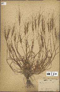 spécimen de Aegilops triuncialis