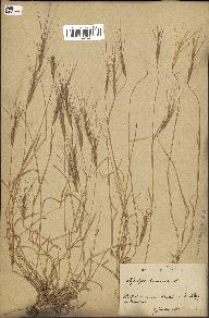 spécimen de Aegilops triuncialis