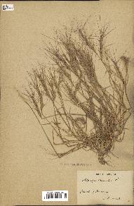 spécimen de Aegilops triuncialis