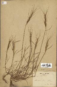 spécimen de Aegilops triuncialis