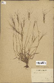 spécimen de Aegilops triuncialis