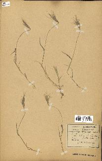 spécimen de Aegilops ovata
