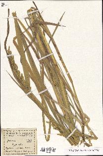 spécimen de Oryza sativa