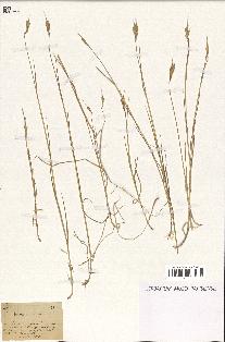 spécimen de Triticum sativum