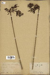 spécimen de Juncus sp.