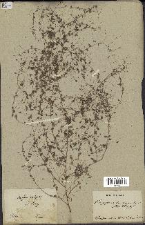 spécimen de Indigofera trichopoda