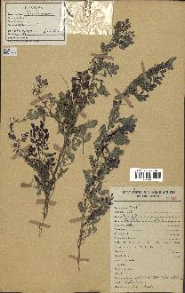 spécimen de Indigofera tinctoria