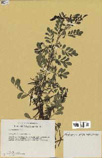 spécimen de Indigofera tinctoria