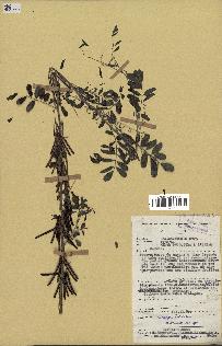 spécimen de Indigofera tinctoria