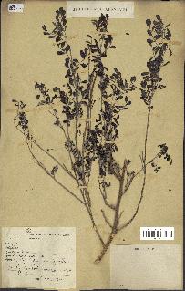 spécimen de Indigofera tinctoria