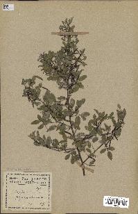 spécimen de Indigofera tinctoria