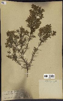 spécimen de Genista tricuspidata