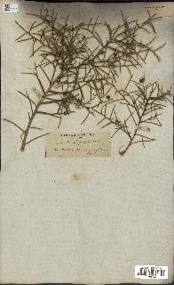 spécimen de Genista tricuspidata