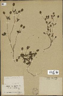 spécimen de Trifolium phleoides
