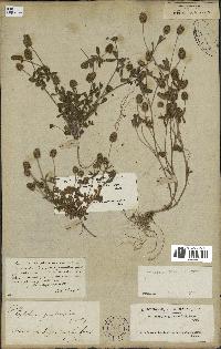 spécimen de Trifolium phleoides