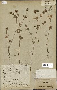 spécimen de Trifolium phleoides