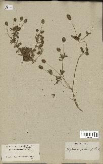 spécimen de Trifolium phleoides