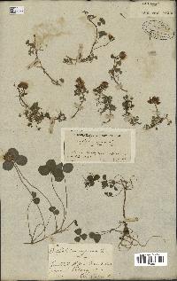 spécimen de Trifolium repens