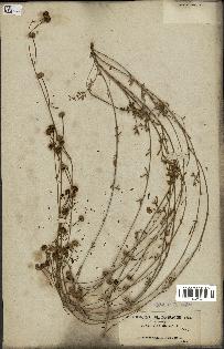 spécimen de Anthyllis gerardii