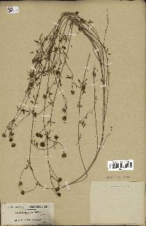 spécimen de Anthyllis gerardii