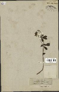 spécimen de Dorycnium rectum