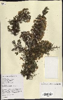 spécimen de Acacia drepanolobium