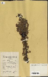 spécimen de Acacia drepanolobium