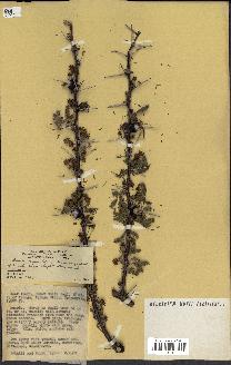 spécimen de Acacia drepanolobium