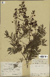 spécimen de Acacia brevispica