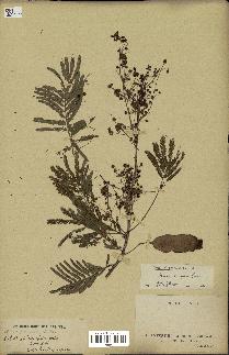 spécimen de Acacia brevispica