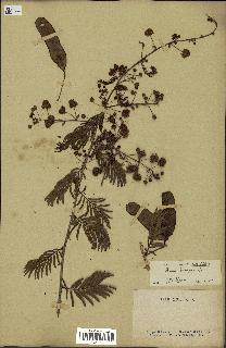 spécimen de Acacia brevispica