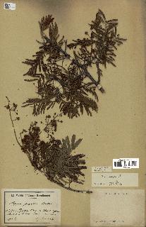 spécimen de Acacia brevispica