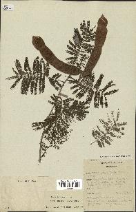 spécimen de Acacia brevispica