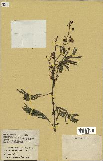 spécimen de Acacia brevispica