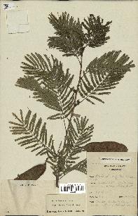 spécimen de Acacia brevispica