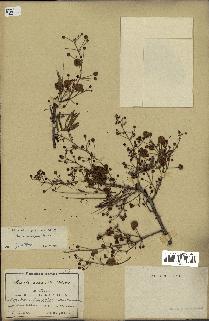 spécimen de Acacia brevispica