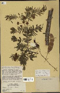 spécimen de Acacia brevispica