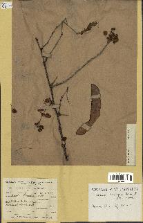 spécimen de Acacia brevispica