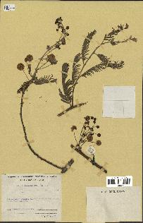 spécimen de Acacia brevispica