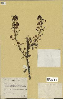 spécimen de Acacia brevispica