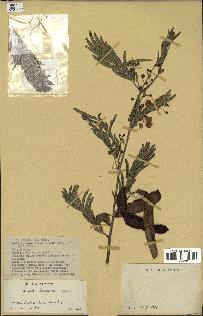 spécimen de Acacia brevispica