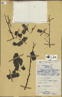 spécimen de Acacia nilotica