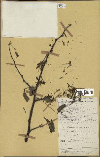 spécimen de Acacia nilotica