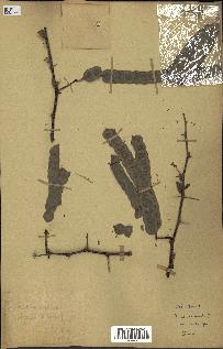 spécimen de Acacia nilotica