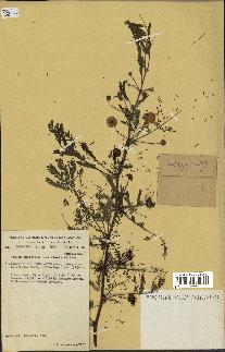 spécimen de Acacia nilotica