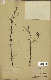 spécimen de Acacia nilotica