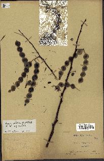 spécimen de Acacia nilotica
