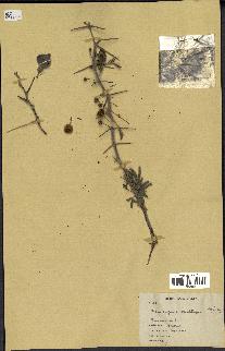 spécimen de Acacia nilotica